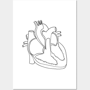  Anatomy heart Posters and Art
